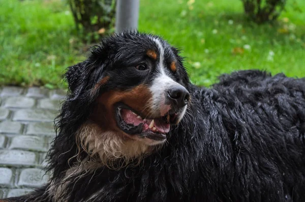 Anjing Berner Sennenhund Basah Oleh Hujan Selama Berjalan Jalan — Stok Foto