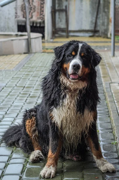 Cane Berner Sennenhund Bagnato Dalla Pioggia Durante Una Passeggiata Strada — Foto Stock