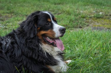 Nın Sennenhund doğurmak sokakta bir yürüyüş sırasında bir köpek