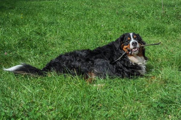 Seekor Anjing Dari Berner Sennenhund Berkembang Biak Selama Berjalan Jalan — Stok Foto