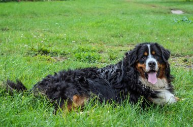 Nın Sennenhund doğurmak sokakta bir yürüyüş sırasında bir köpek