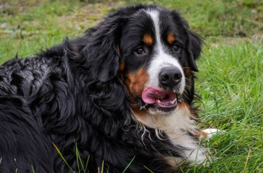 Nın Sennenhund doğurmak sokakta bir yürüyüş sırasında bir köpek