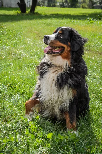 Seekor Anjing Dari Berner Sennenhund Berkembang Biak Selama Berjalan Jalan — Stok Foto