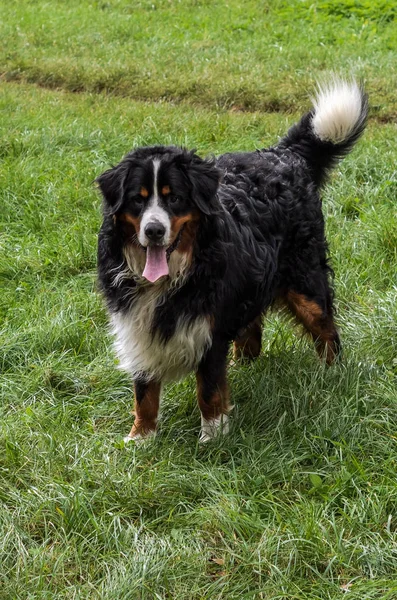 Seekor Anjing Dari Berner Sennenhund Berkembang Biak Selama Berjalan Jalan — Stok Foto