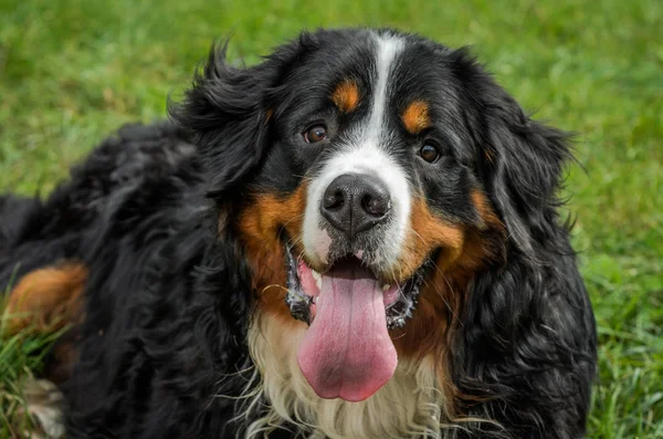 Cão Raça Berner Sennenhund Durante Passeio Rua — Fotografia de Stock