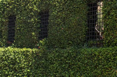 Barlar vahşi Ivy ile twined Windows ile bina duvarı