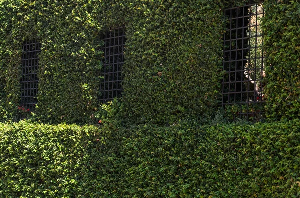Barlar vahşi Ivy ile twined Windows ile bina duvarı