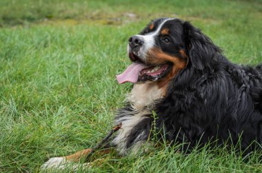 Nın Sennenhund doğurmak sokakta bir yürüyüş sırasında bir köpek