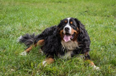 Nın Sennenhund doğurmak sokakta bir yürüyüş sırasında bir köpek