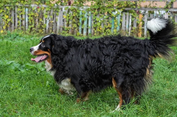 Ein Hund Der Rasse Berner Sennenhund Bei Einem Spaziergang Auf — Stockfoto