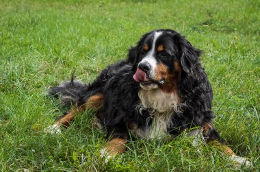 Nın Sennenhund doğurmak sokakta bir yürüyüş sırasında bir köpek
