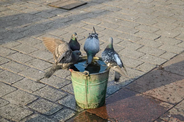 Περιστέρια Πίνουν Νερό Από Ένα Κάδο Στην Πλατεία Της Πόλης — Φωτογραφία Αρχείου