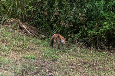 İçinde belgili tanımlık vahşi çalı yakınındaki küçük tilki
