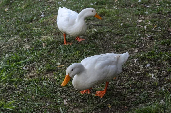 White Ducks Walk Grass — Stock Photo, Image