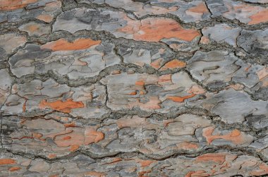 Çam Ağacı Kabuğu DokusuName