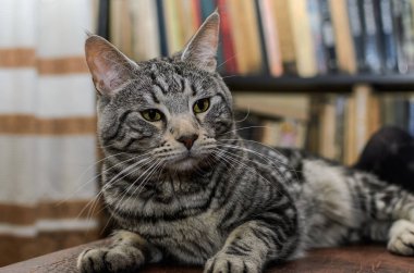 Çok güzel gri çizgili kedi evde