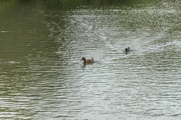 Patos Selvagens Nadando Lago — Fotografia de Stock