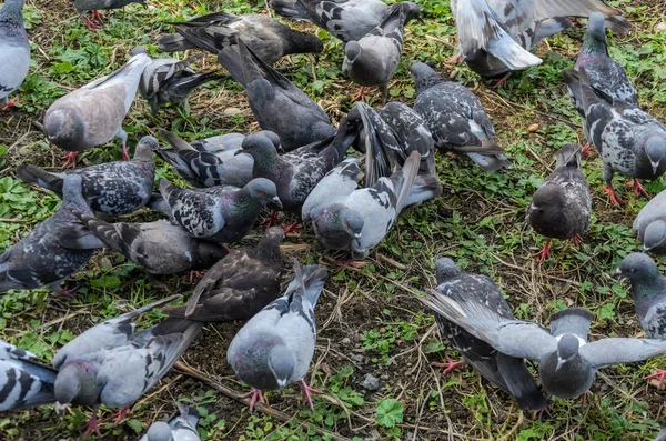 Flock Pigeons Eating Grass Food — Stock Photo, Image