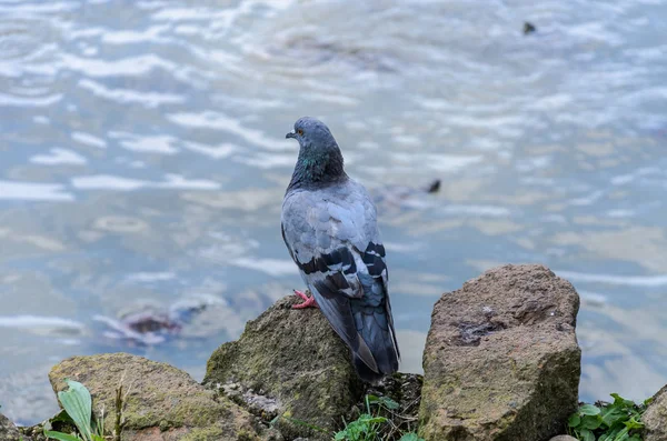 Pigeon Sitting Stone Lake — Stock Photo, Image