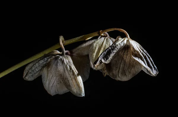 Мертвые Сухие Цветы Орхидеи Изолированы Темном Фоне — стоковое фото