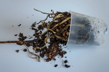 Soluk orkide kökleri ile ters pot