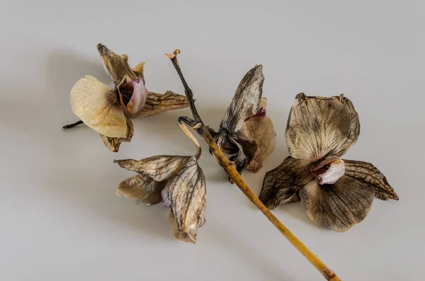 Flores Orquídea Marchitas Muertas Aisladas Sobre Fondo Blanco — Foto de Stock