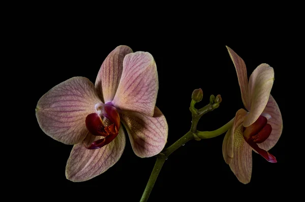 Flores Una Orquídea Rosa Aisladas Sobre Fondo Negro — Foto de Stock