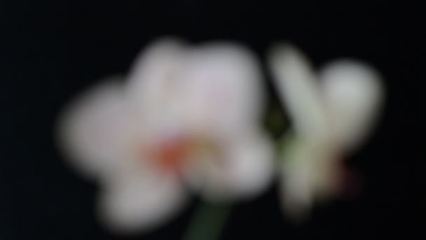Foco Câmera Concentra Flor Uma Orquídea — Vídeo de Stock