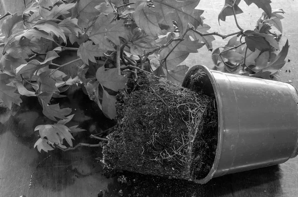 Homem Transplanta Plantas Envasadas Panela — Fotografia de Stock