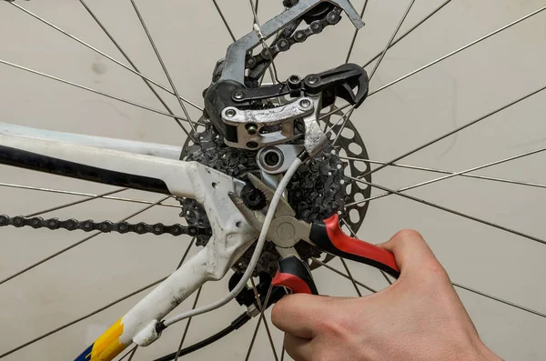 Master repairs bicycle in bicycle repair shop