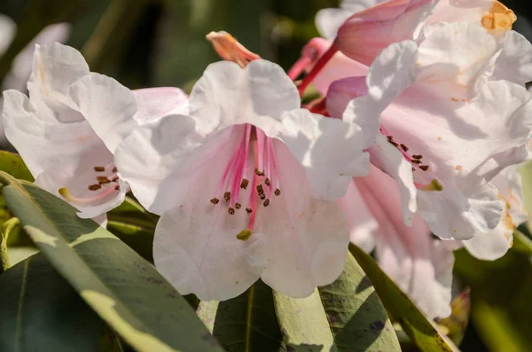 Bir botanik bahçesinde Blooming Rhododendron Bush çiçekler