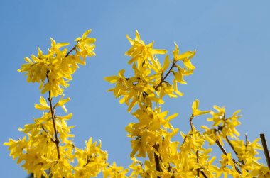 Bir botanik bahçesinde bir Forsythia Bush üzerinde çiçekler