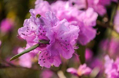 Bir botanik bahçesinde Blooming Rhododendron Bush çiçekler