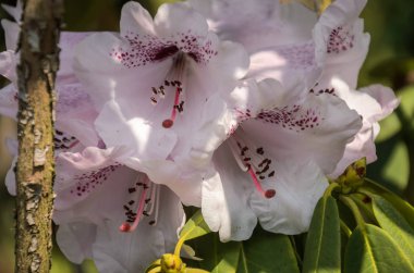 Bir botanik bahçesinde Blooming Rhododendron Bush çiçekler