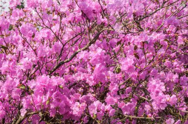 Bir botanik bahçesinde Blooming Rhododendron Bush çiçekler