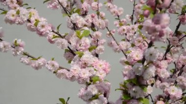 Çiçek açan çiçeklerle Sakura dalları