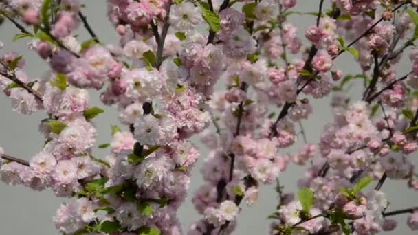 Sakura Zweige Mit Blühenden Blumen — Stockvideo