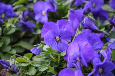 Mavi dekoratif çiçekler ilkbaharda çiçek