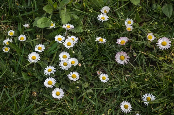 Pequenas Flores Selvagens Brancas Camomila — Fotografia de Stock