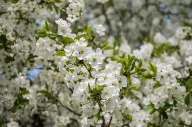 İlkbaharda çiçek açan çiçeklerle kiraz dalları