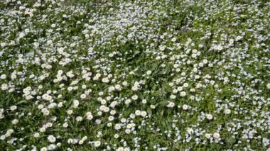 Rüzgarda güneşli bir öğleden sonra çok renkli çiçek açan yabani çiçekler