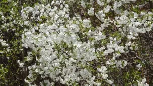 Une branche de pommier en fleurs avec des fleurs blanches se balance dans le vent par une journée ensoleillée de printemps 