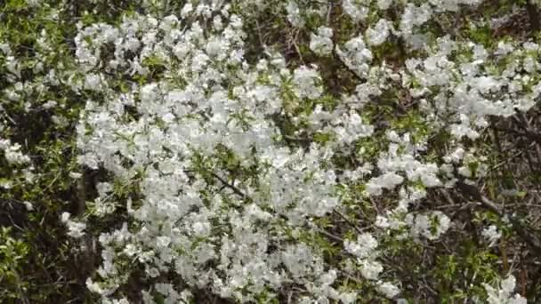 Blommande Äppelträd Gren Med Vita Blommor Gungar Vinden Vårsolig Dag — Stockvideo