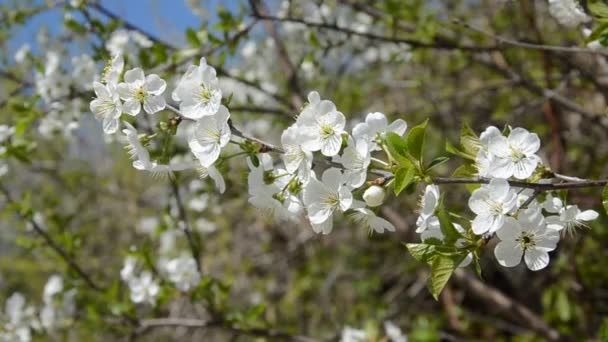 Branches Cerisier Avec Des Fleurs Fleurs Printemps Dans Vent — Video