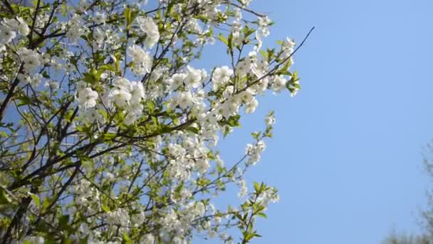 Kirschzweige Mit Blühenden Blüten Frühling Wind — Stockvideo