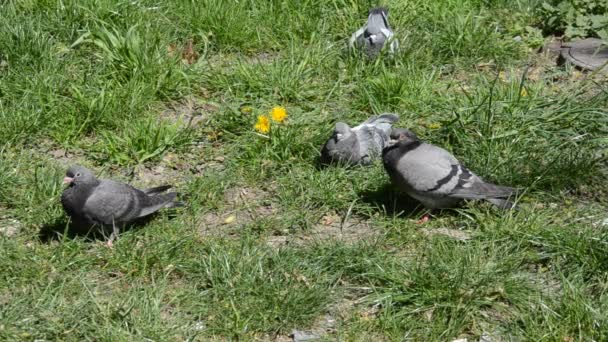 Gołębie Siedzą Trawie Basking Słońcu — Wideo stockowe
