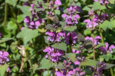 Bir bahar güneşli bir günde rüzgarda mavi çiçekler ile ısırgan Çiçeklenme