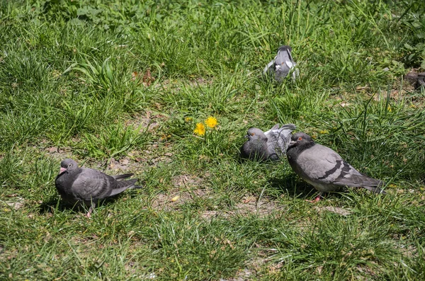 Güvercinler Çimenlerin Içinde Güneşin Tadını Çıkarıyorlar — Stok fotoğraf