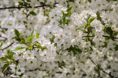 Rüzgarda baharda çiçek açan çiçeklerile kiraz dalları