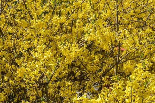 Blommor Forsythia Buske Botanisk Trädgård — Stockfoto